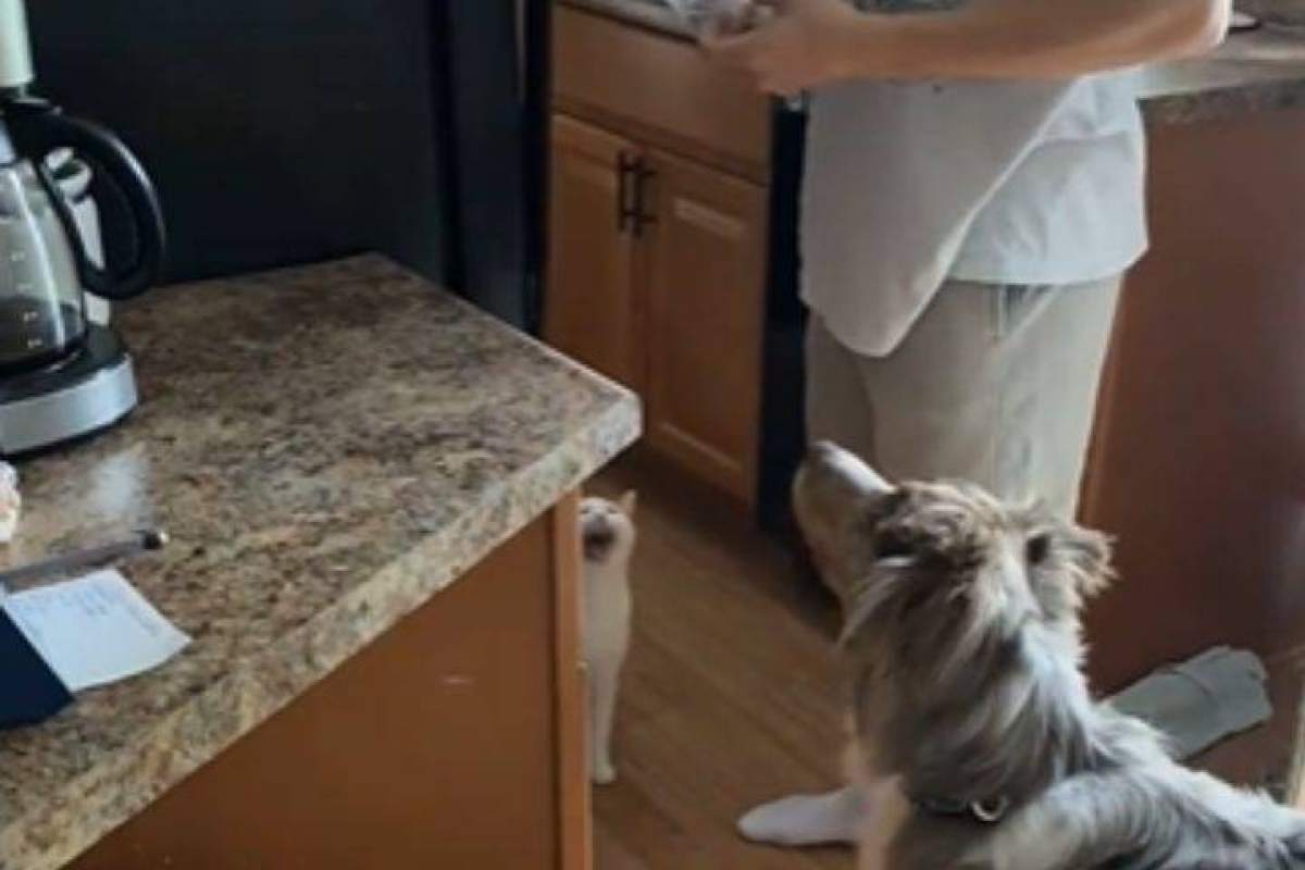 Gatto video
