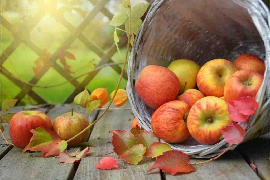 Come utilizzare le bocce delle mele