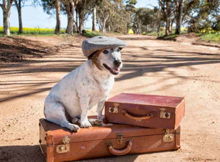 Tour turistici per cani