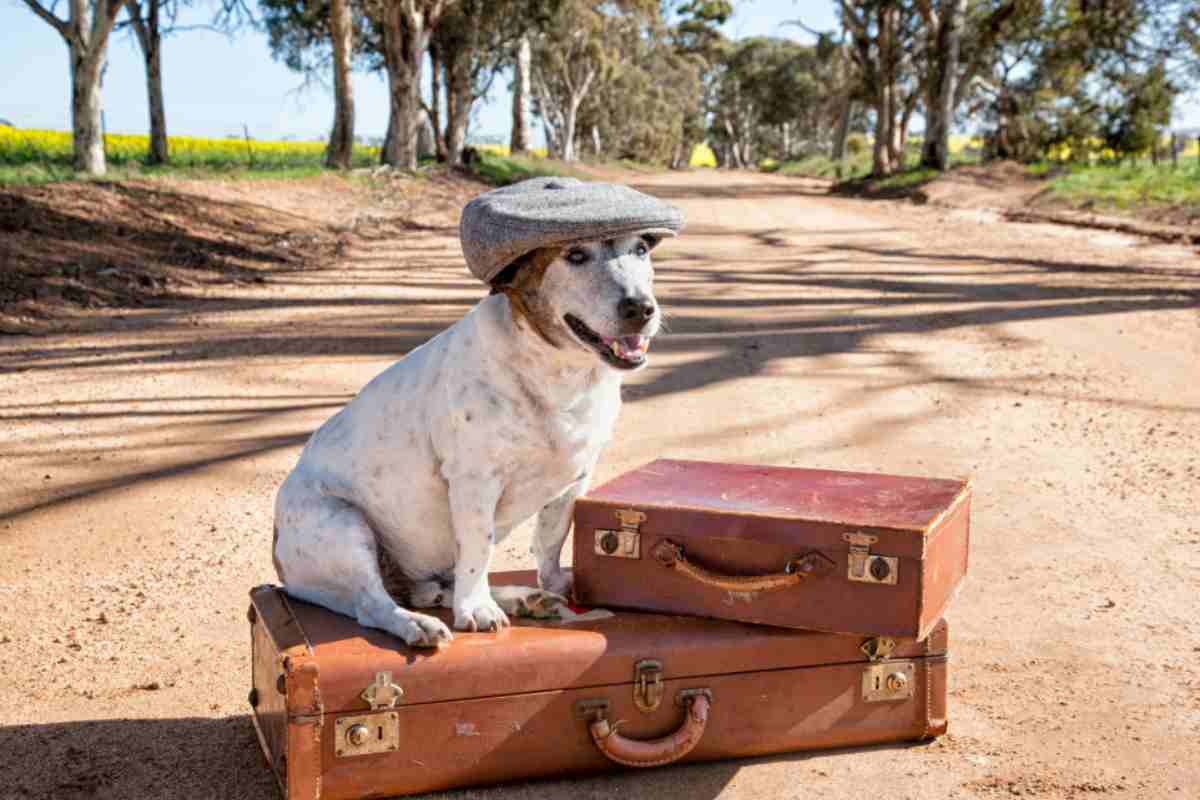Tour turistici per cani