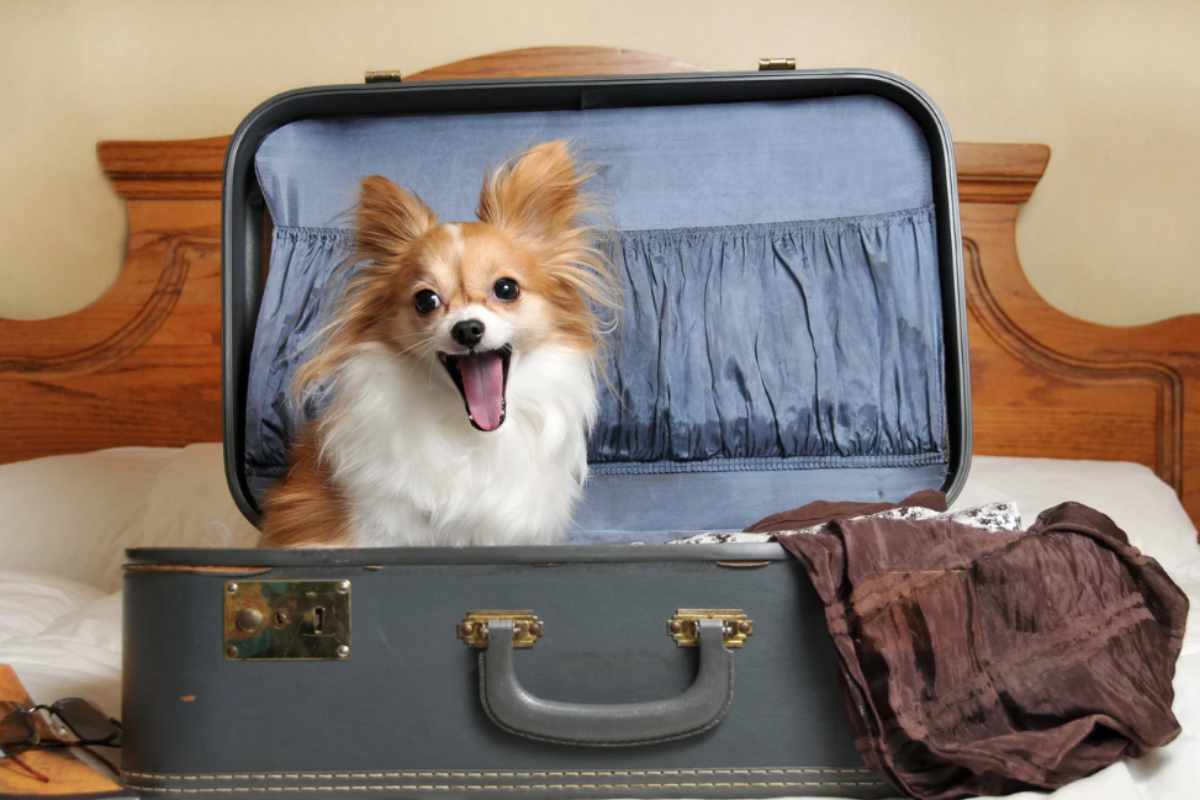 Viaggi Cane