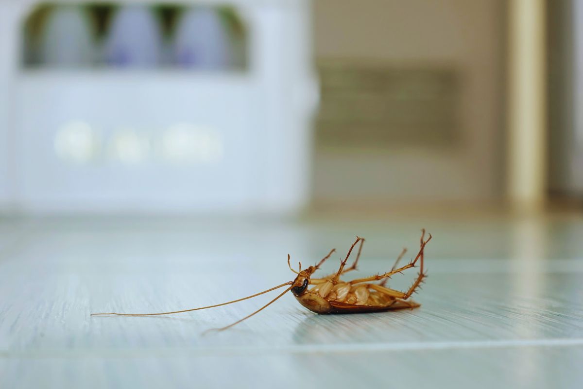 Come liberarsi delle blatte