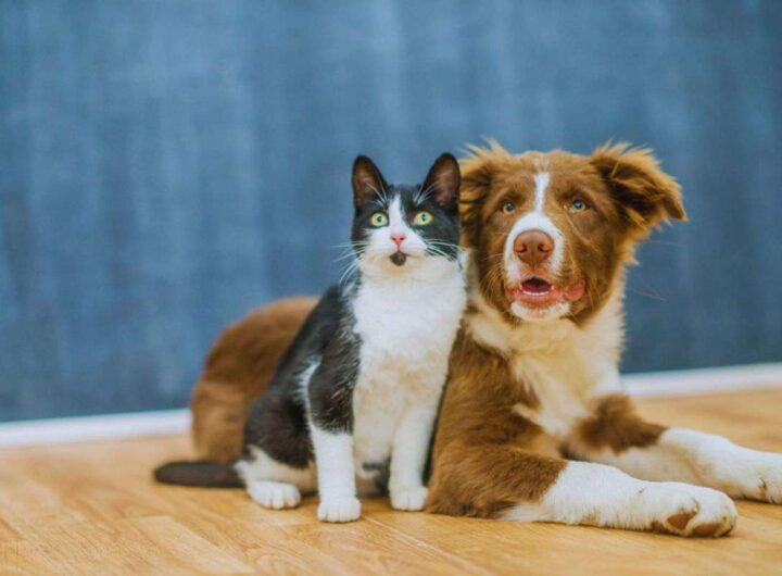 nuove regole per cani e gatti