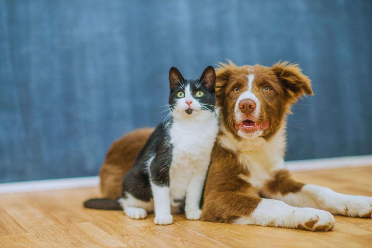 nuove regole per cani e gatti