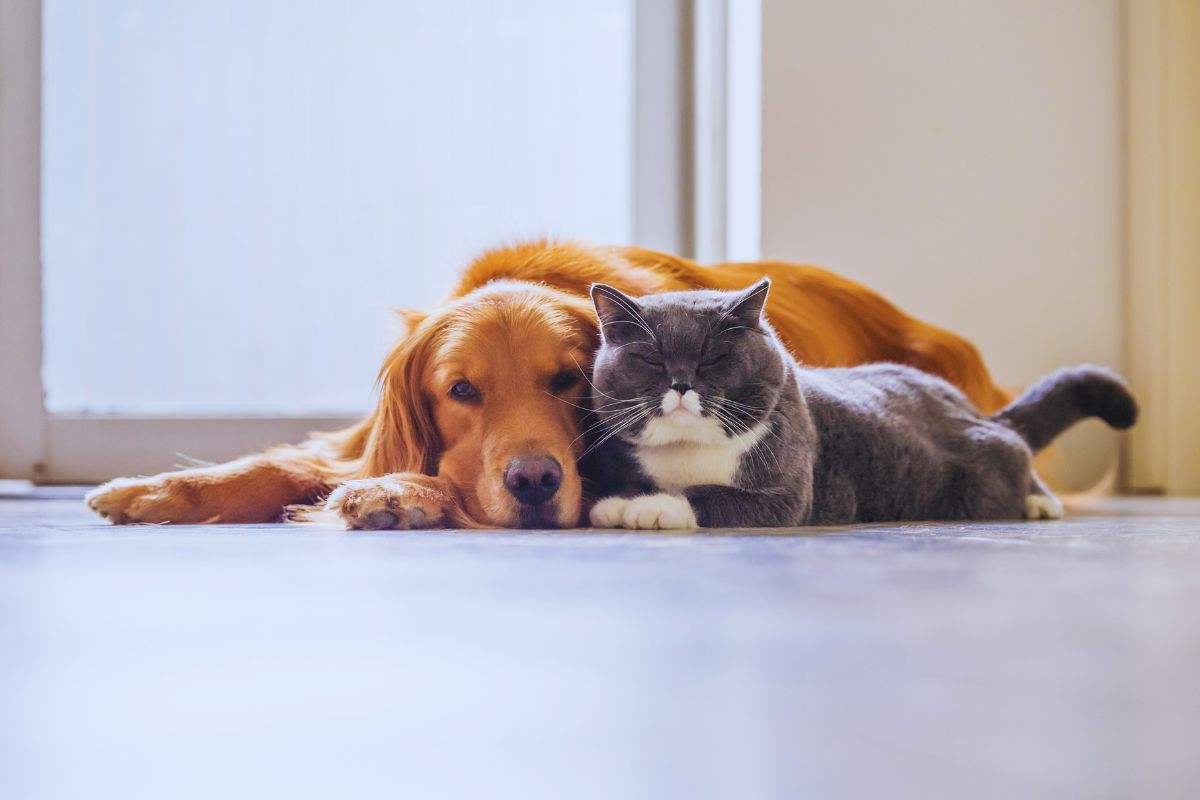 le restrizioni per cani e gatti