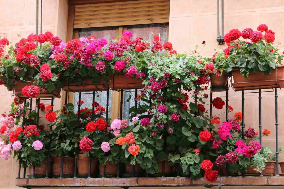 settembre in fiore, le specie di fiori più belle per l'autunno