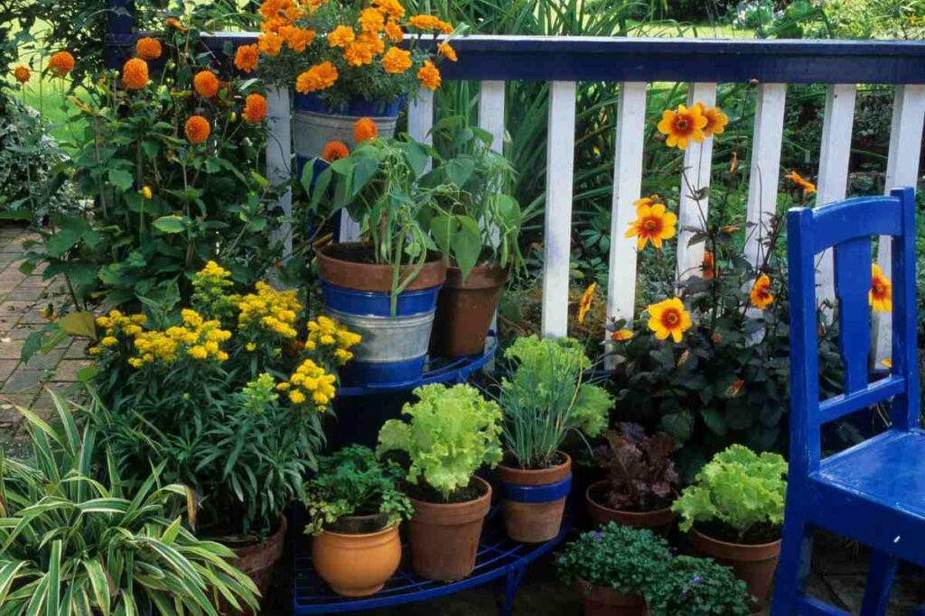 settembre in fiore, le specie di fiori più belle per l'autunno
