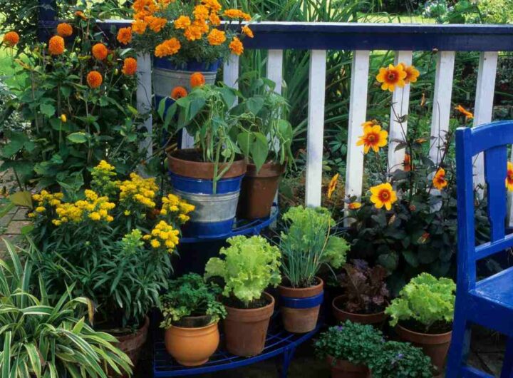 settembre in fiore, le specie di fiori più belle per l'autunno
