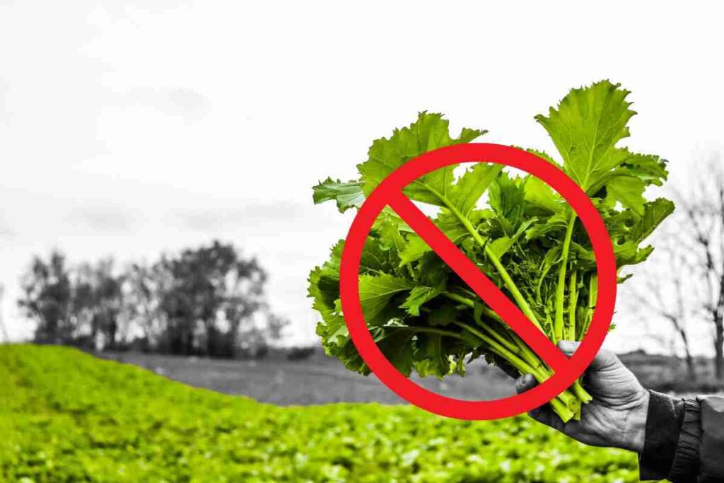 lotti di friarielli ritirari dal commercio a cauda del botulino