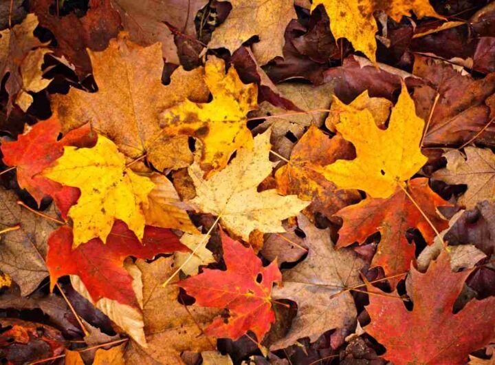 L'allarme per l'autunno caldo del 2025
