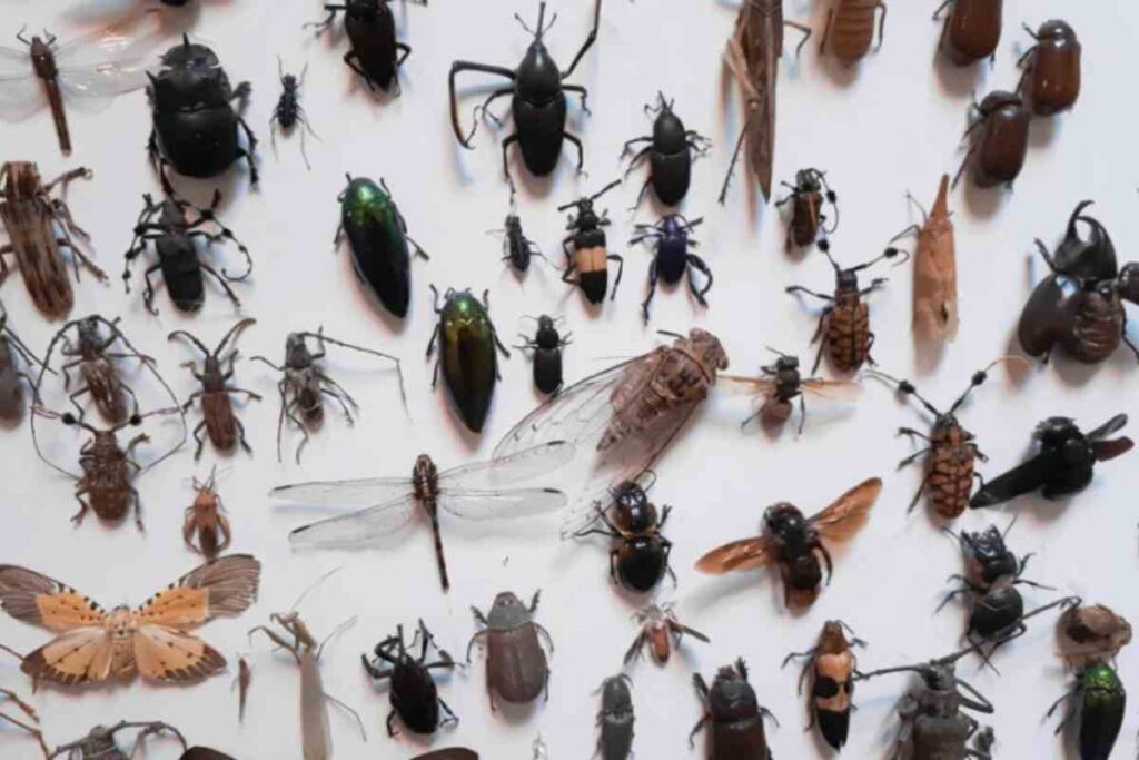 Studi scientifici e dati ufficiali confermano una drastica riduzione delle popolazioni di insetti, fenomeno osservabile anche nelle aree protette