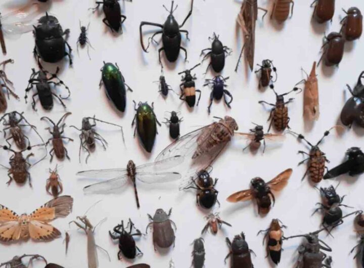 Studi scientifici e dati ufficiali confermano una drastica riduzione delle popolazioni di insetti, fenomeno osservabile anche nelle aree protette