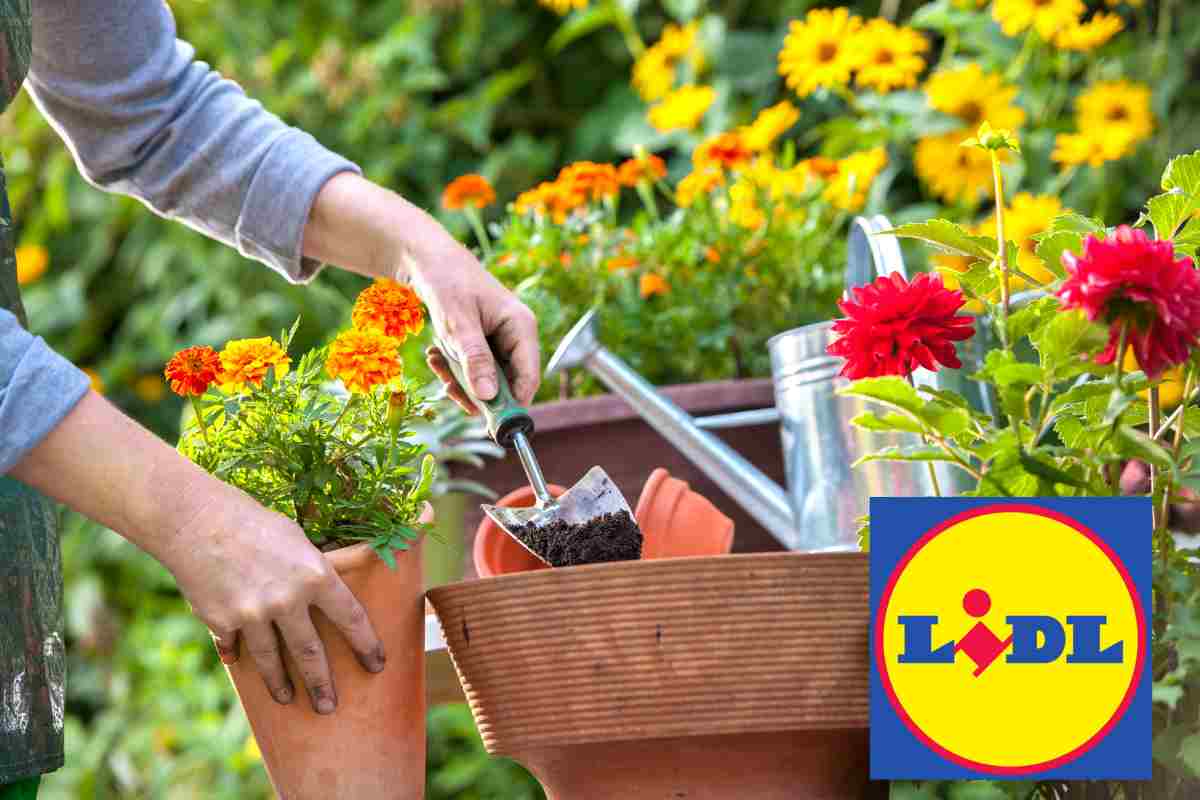 Lidl