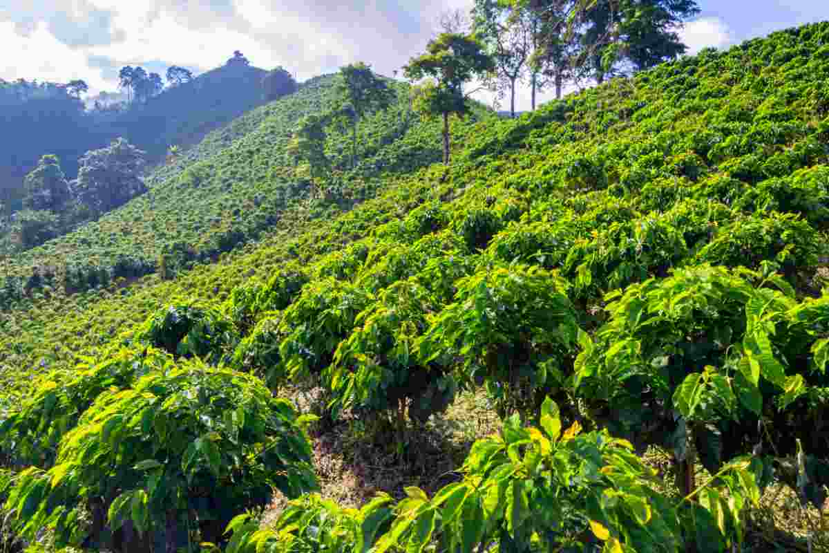 Piantagione caffè