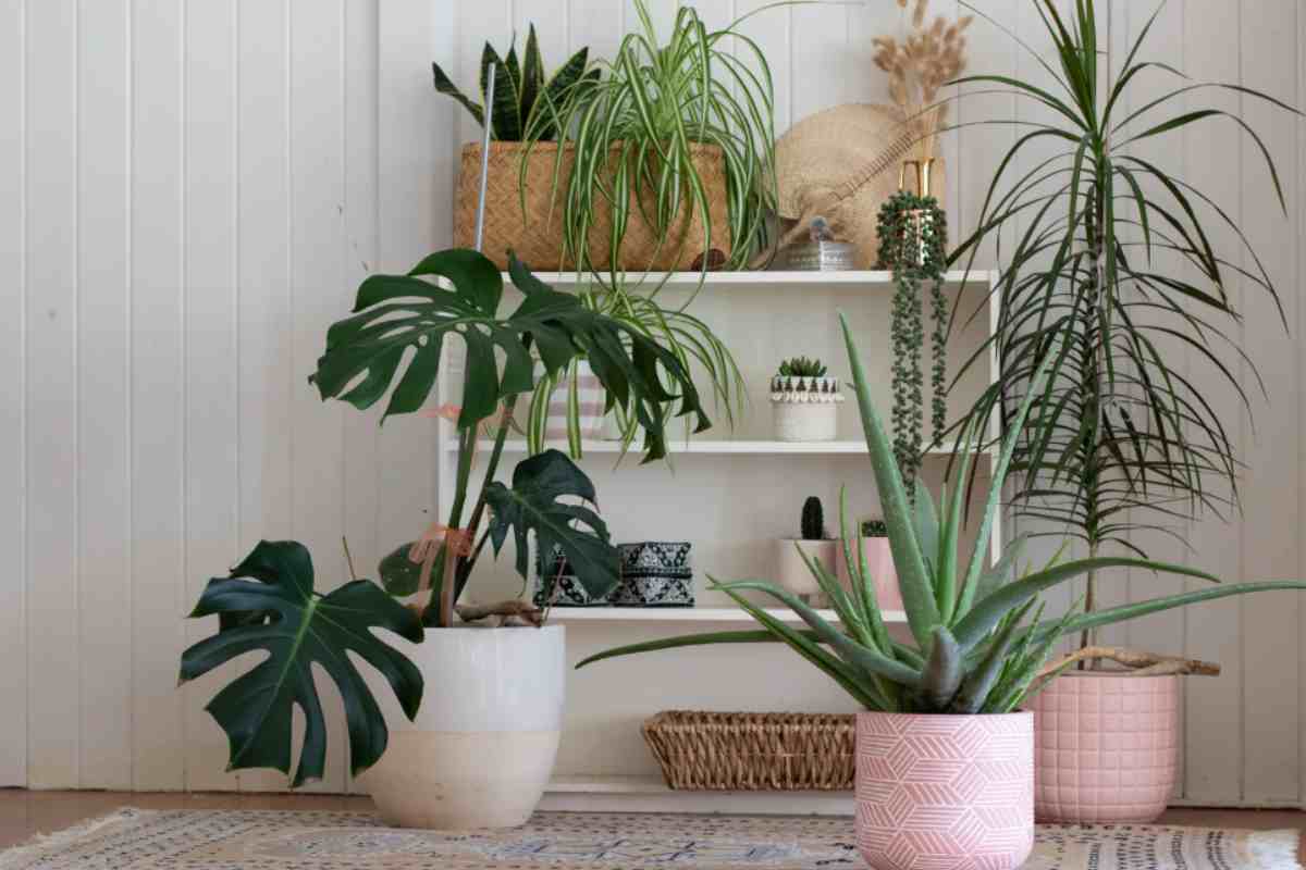 Piante di casa