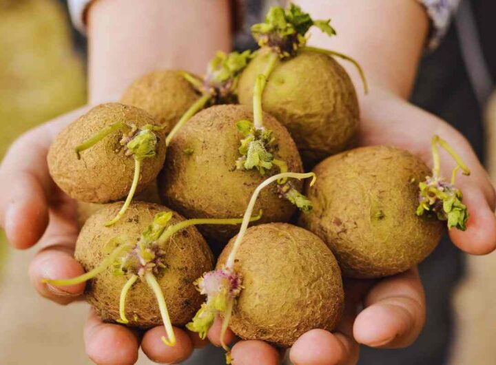 perchè non mangiare le patate germogliate