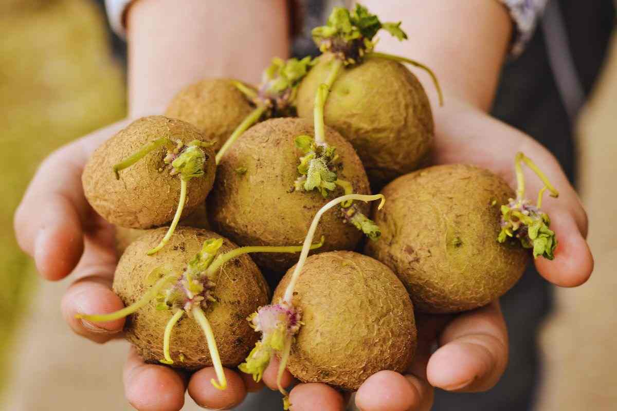 perchè non mangiare le patate germogliate
