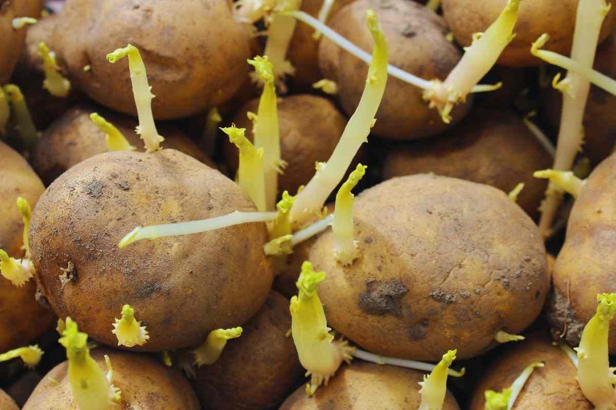 evitare il consumo di patate con germogli