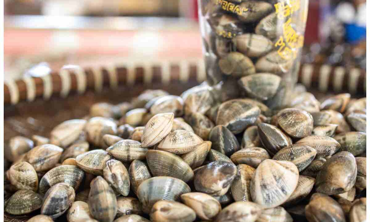 moria vongole