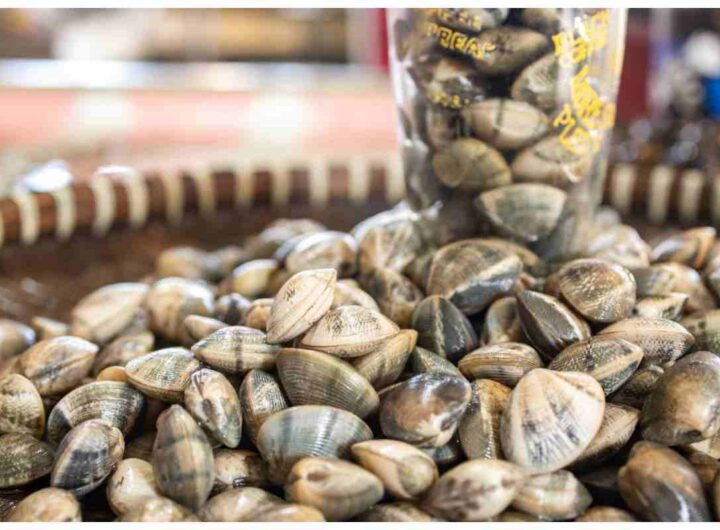 moria vongole