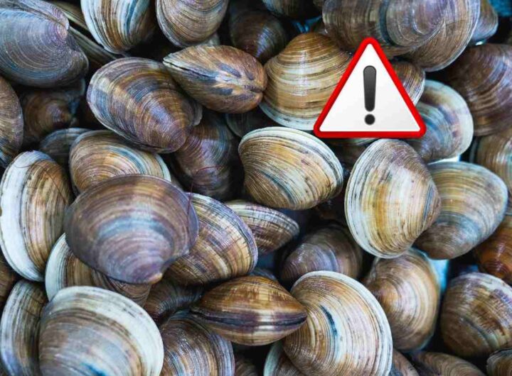 frutti di mare: questi sono pericolosi per la salute, ritiro conad