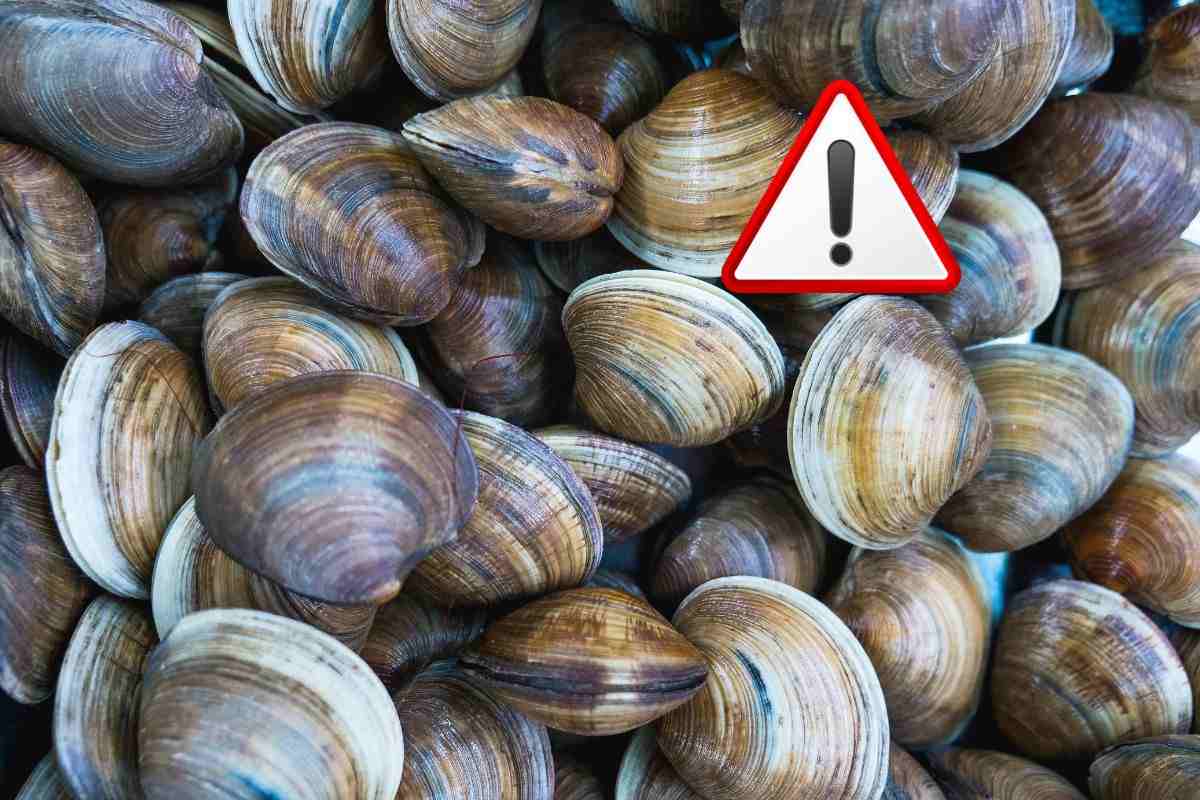 frutti di mare: questi sono pericolosi per la salute, ritiro conad