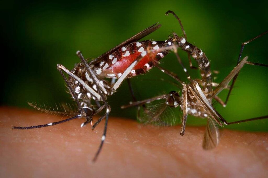 Allarme invasione insetti dalla Francia