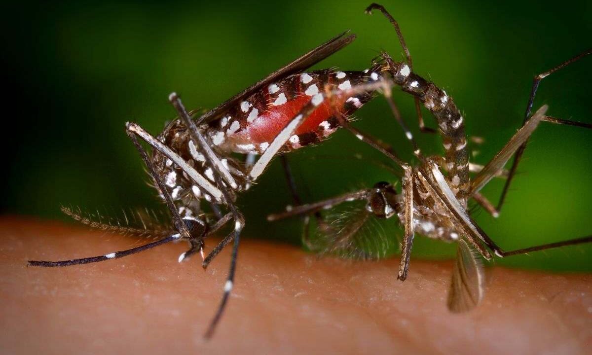 Allarme invasione insetti dalla Francia