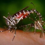 Allarme invasione insetti dalla Francia