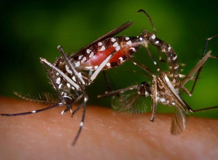 Allarme invasione insetti dalla Francia