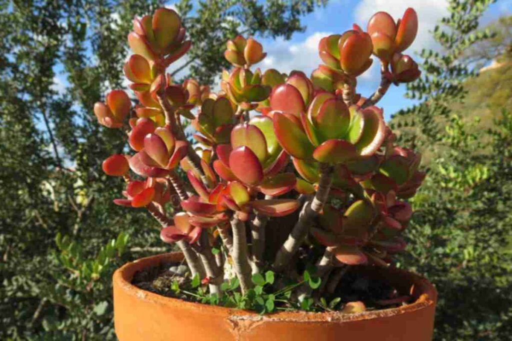 Albero di Giada