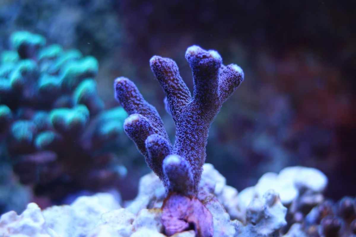 Barriera Corallina