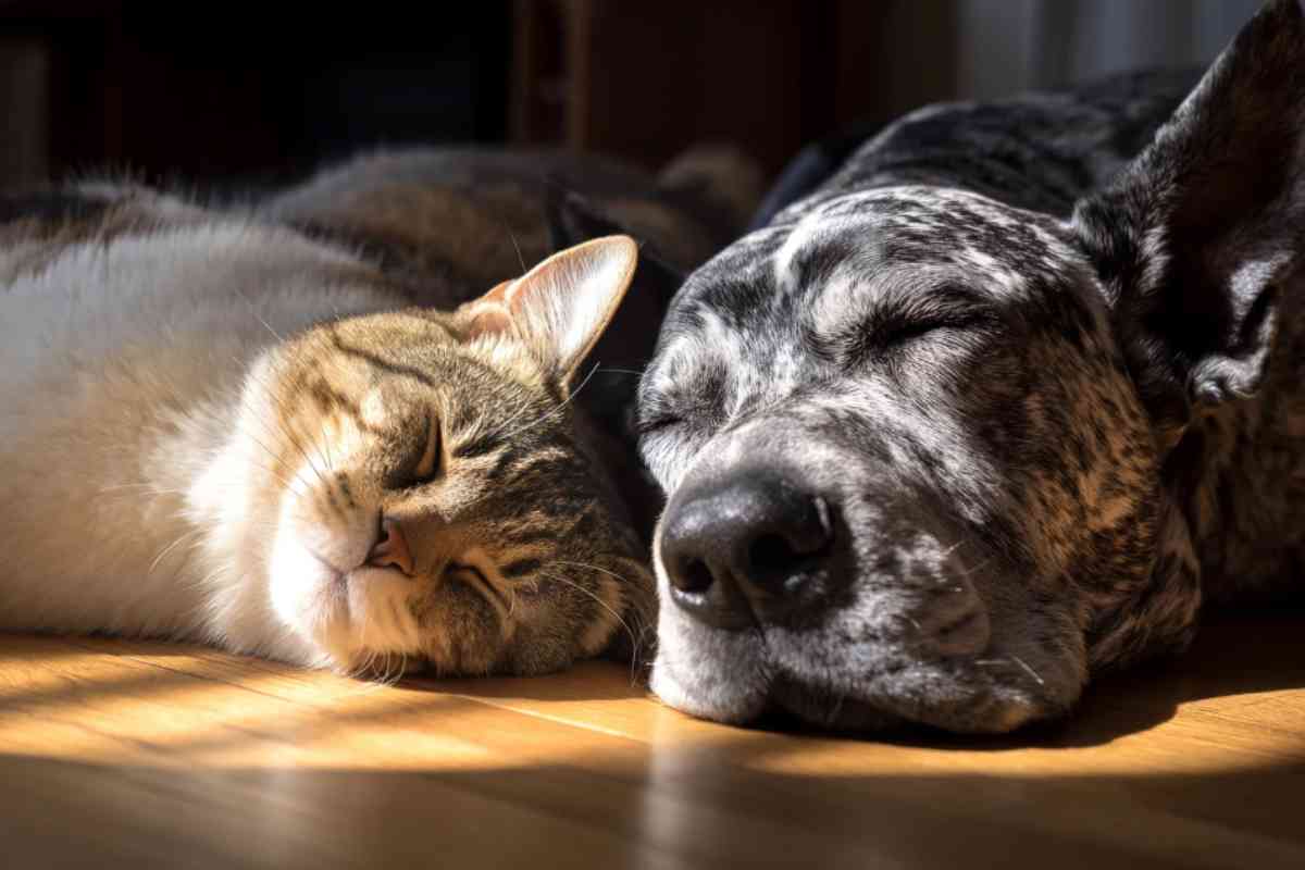 Cane e Gatti