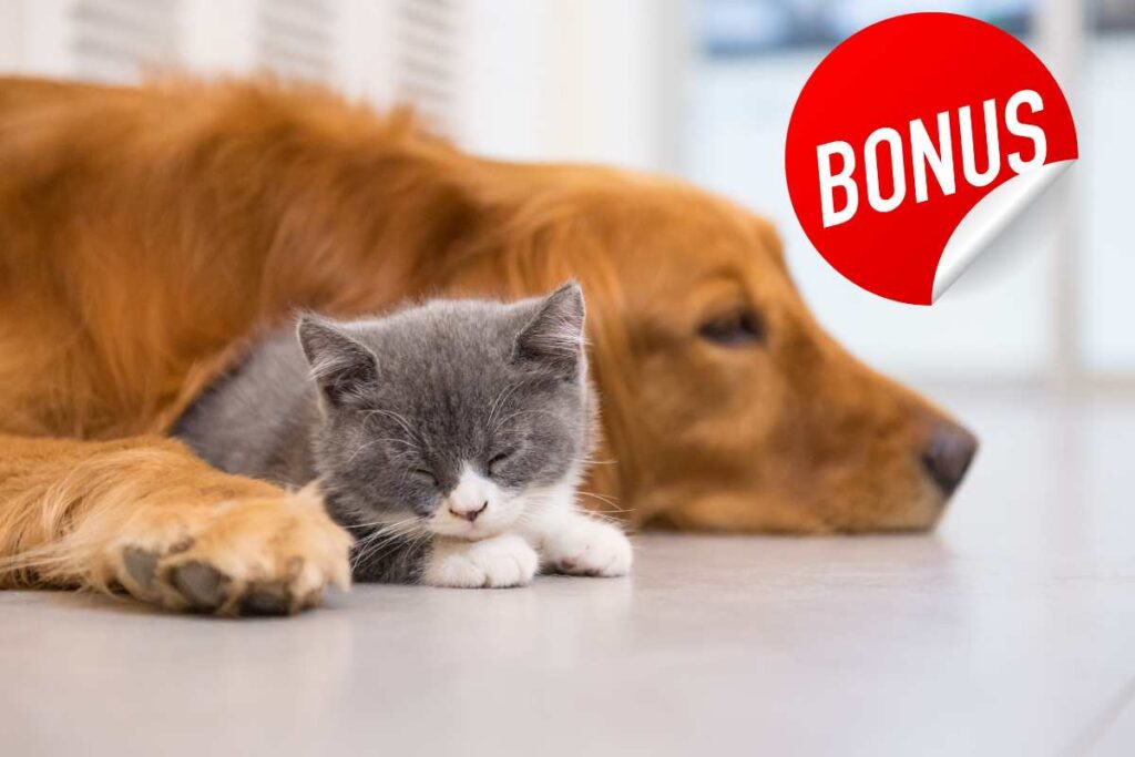 Cane e Gatti