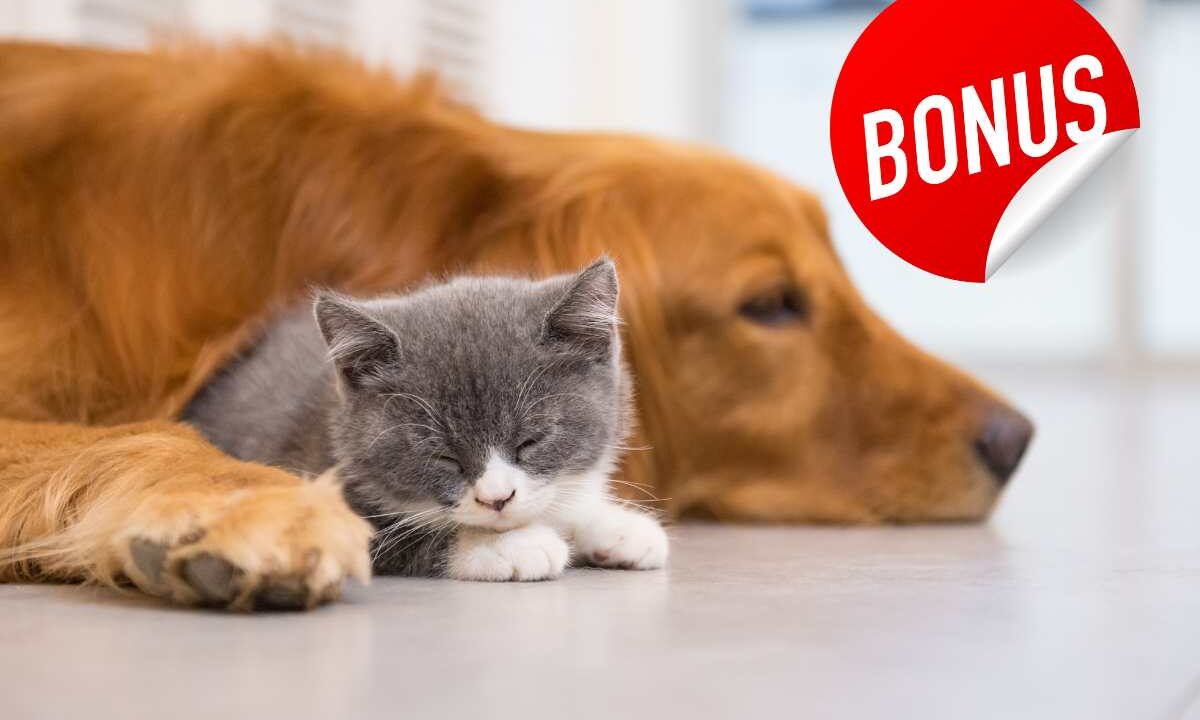 Cane e Gatti