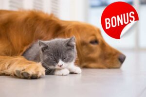 Cane e Gatti