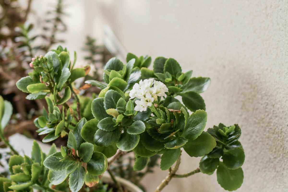 Crassula ovata albero di giada: questa è la pianta che devi tenere a casa