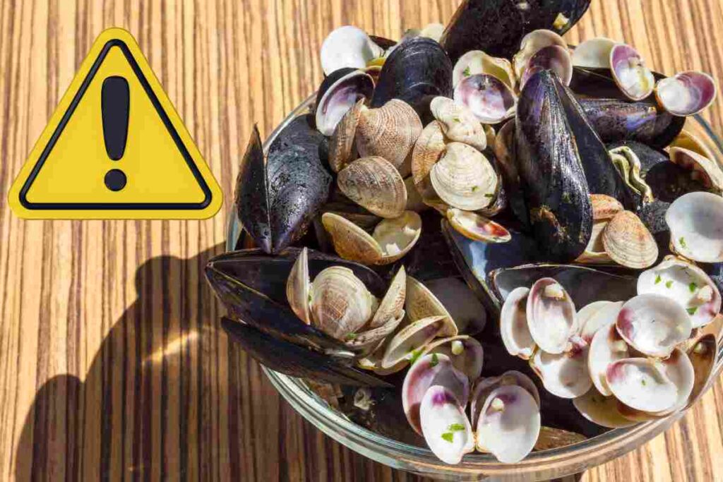 Gusci di cozze e vongole