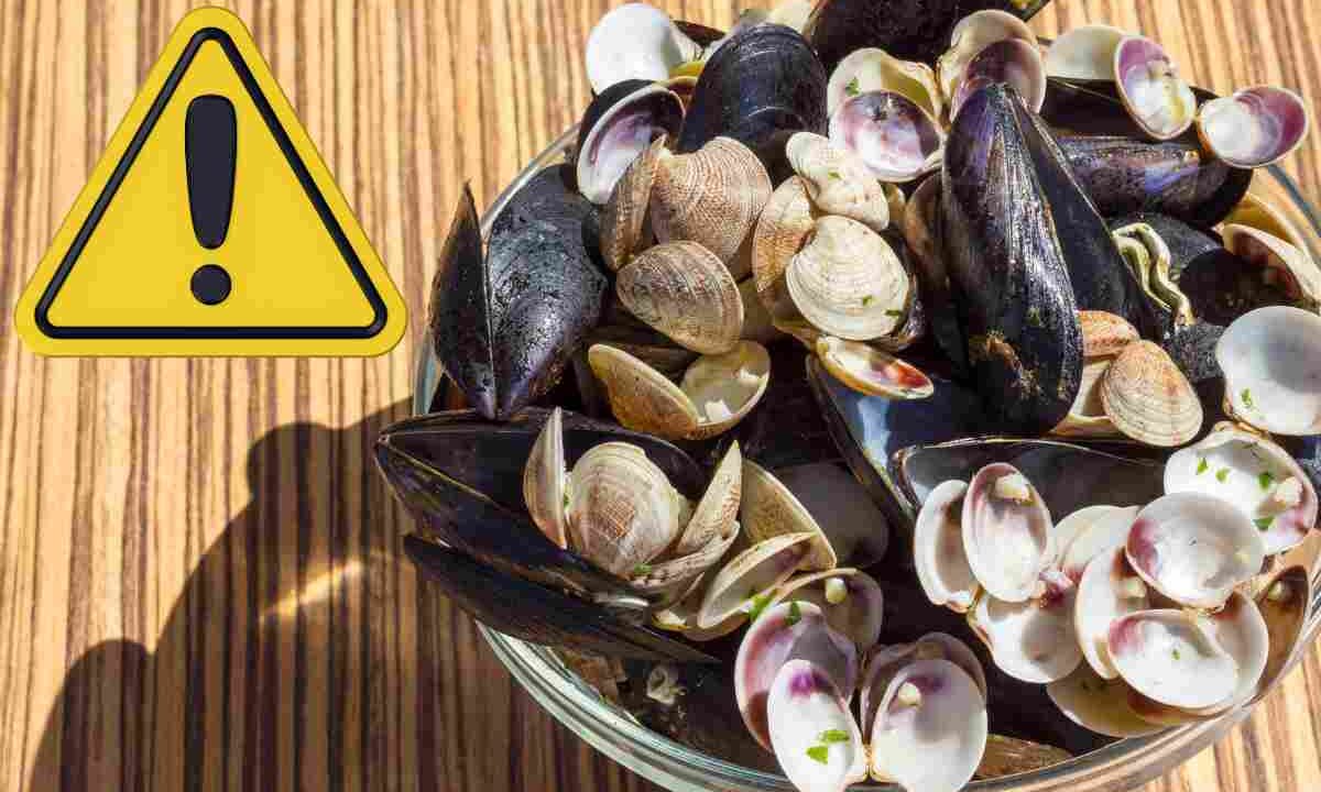 Gusci di cozze e vongole