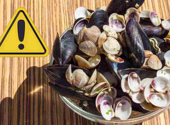 Gusci di cozze e vongole