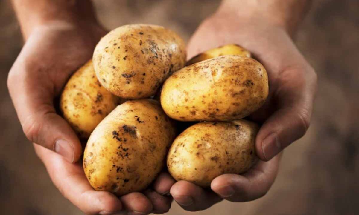 Patate