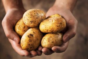 Patate