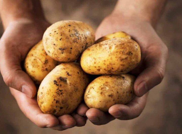 Patate