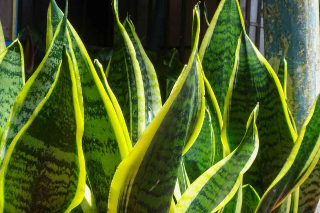 Piante