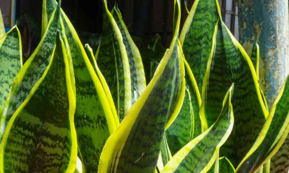 Piante