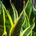 Piante