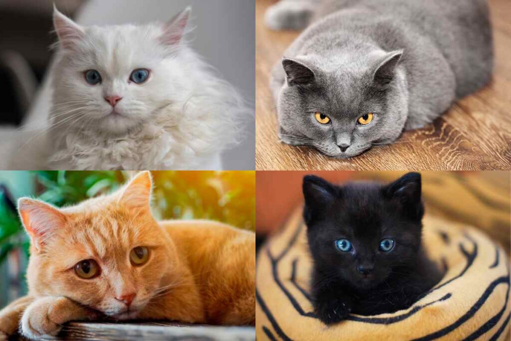 Test della personalità