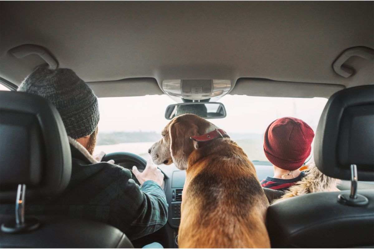 Multe salate per chi non rispetta queste regole quando viaggia con il cane