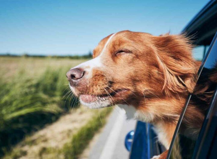 Viaggi con il cane in auto: quali rischi