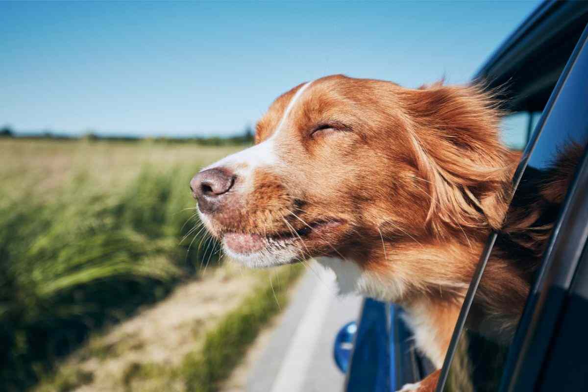 Viaggi con il cane in auto: quali rischi